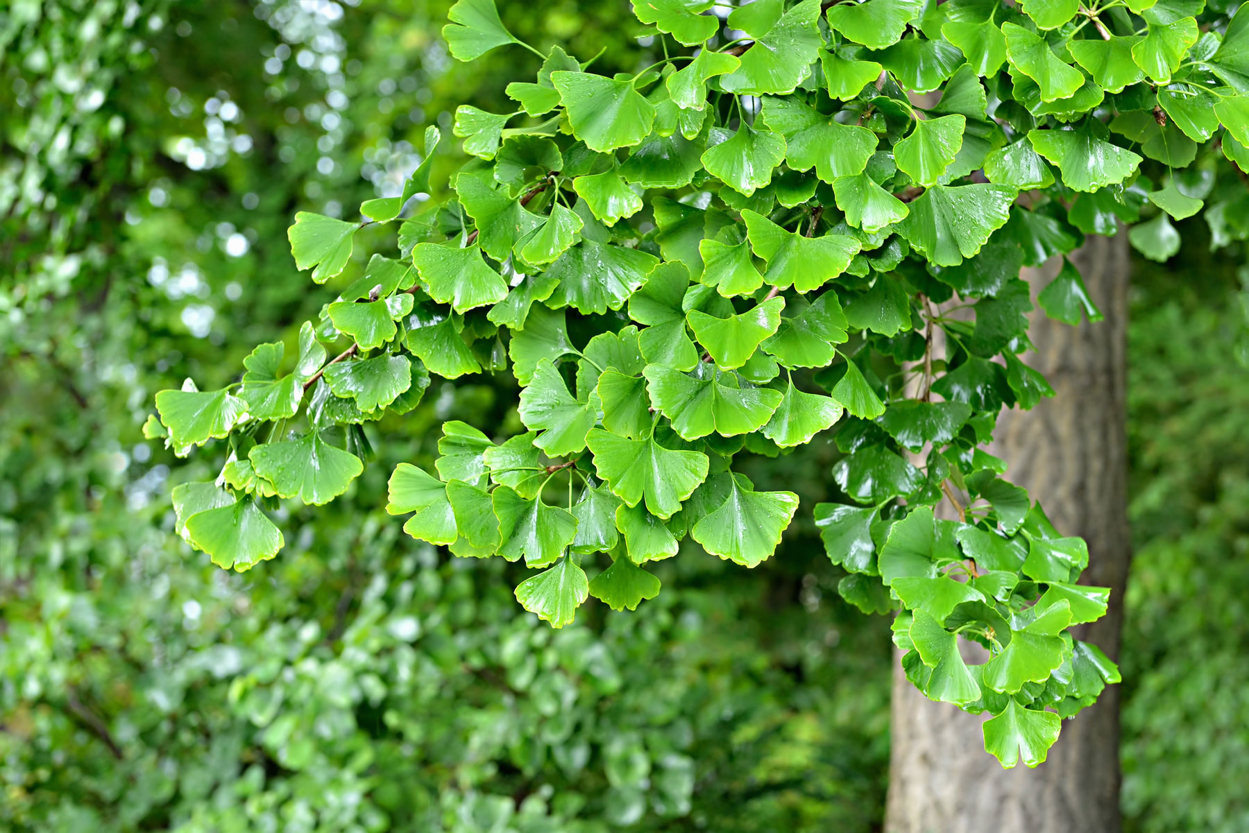 Groupe Richer | Maidenhair tree (Ginkgo biloba)